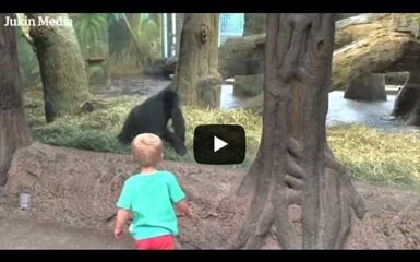 Горилла играет с малышом в зоопарке Колумба 