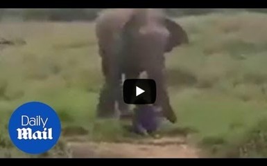 Попытка загипнотизировать слона закончилась смертью 
