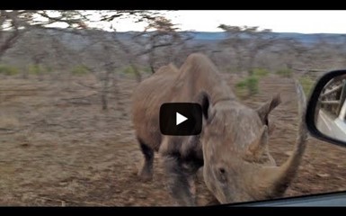 Разъяренный носорог атакует машину с туристами 