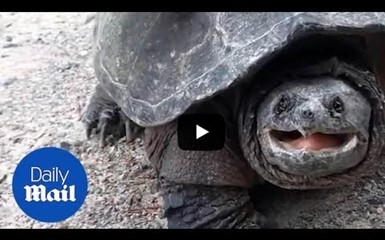 Девушка чудом выжила после нападения черепахи