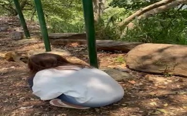 Русские туристы кормят обезьян на Шри-Ланке