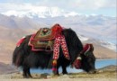 Тибет. На крыше мира