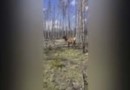 В Йеллоустонском парке олень напал на туристку