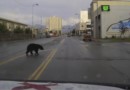 По американскому городу разгуливает медведь