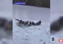 В центральном парке Нью-Йорка гуляющие провалились под лед