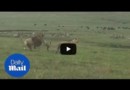 Маленький пёс «загнал» двух львов в Танзании