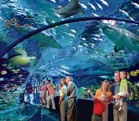 Ripley's Aquarium – самый большой аквариум в Канаде