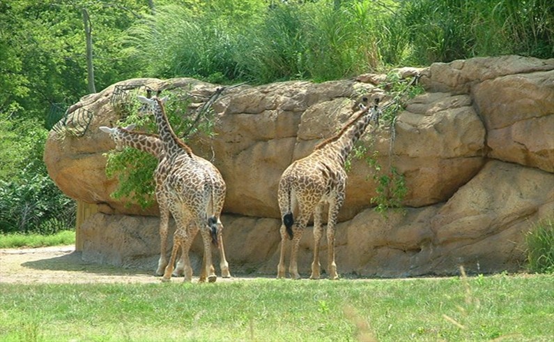 Жирафы в Нешвилл Зоо