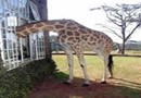 Giraffe Manor Hotel Nairobi