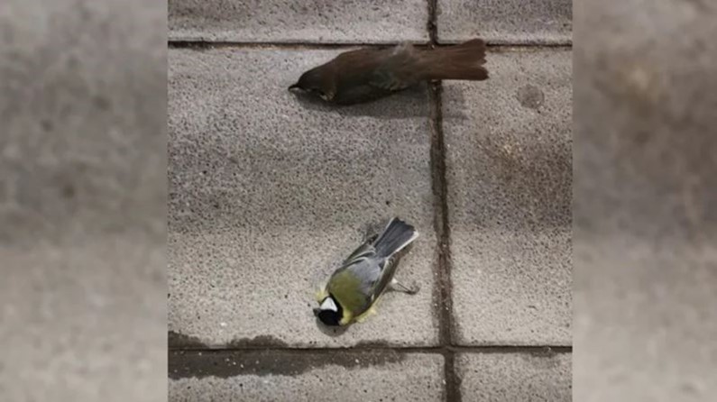 Туристы в шоке. В аэропорту Берлина массово умирают птицы