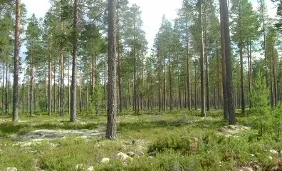 Заповедник Скарсэсфаленс