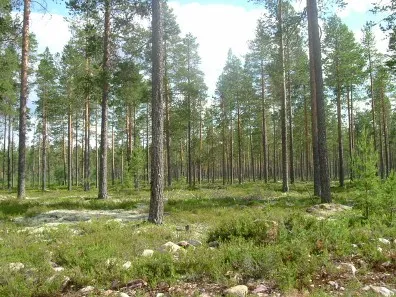 Заповедник Скарсэсфаленс