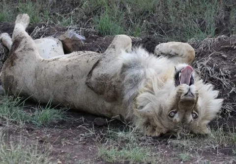 Кения, страна сюрпризов (отзыв туриста)