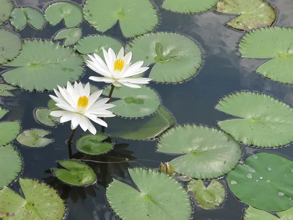 Мои Путешествия. Бали