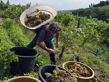 Праздник сбора винограда в Румынии