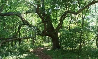 Индейский курганный парк Дофин-Айленда