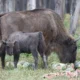 В Приокско-Террасном заповеднике усыновили зубренка!