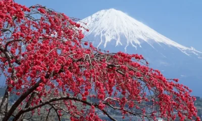 Япония: на крыльях Japan Airlines