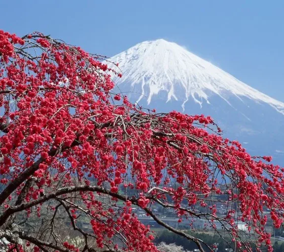 Япония: на крыльях Japan Airlines