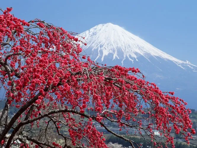 Япония: на крыльях Japan Airlines