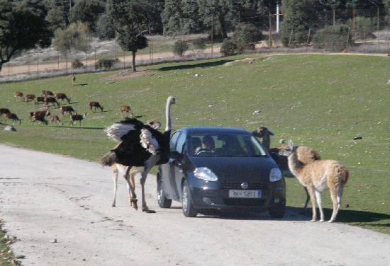 Safari de Madrid