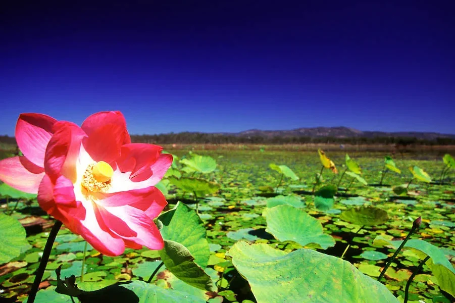 Флора озер и торфяников