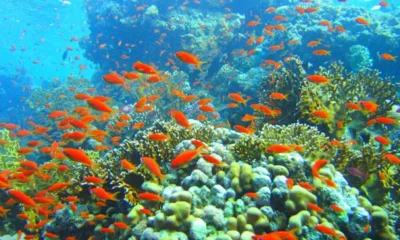 Рыбы коралловых рифов