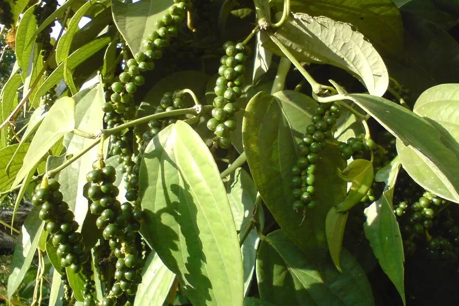 Кухонные приправы