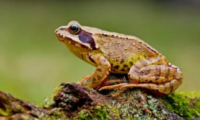 Лягушки и жабы