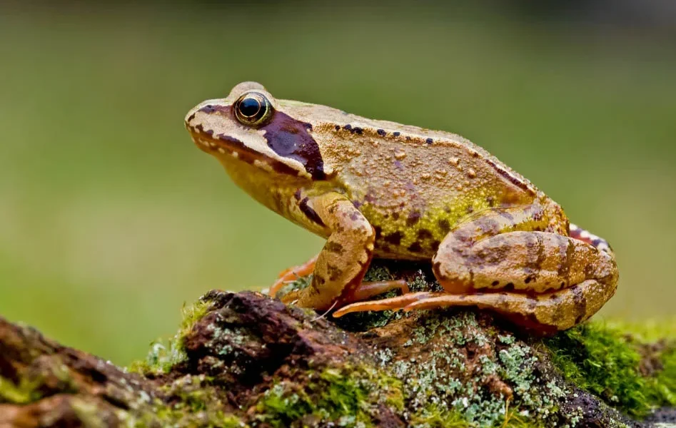 Лягушки и жабы