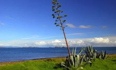 Необыкновенные растения: агавы