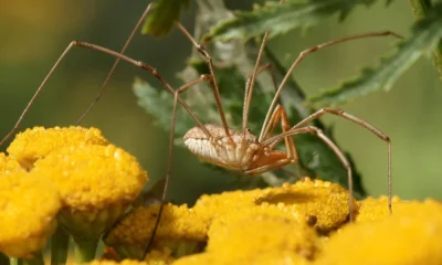 Паукообразные