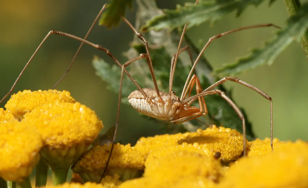 Паукообразные