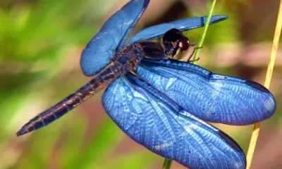 Бабочки и стрекозы