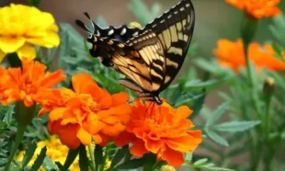 Мир бабочек. Что мы о них знаем?