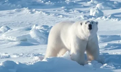 Белый медведь напал на туристов