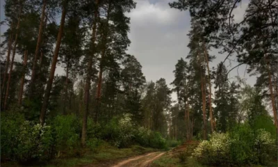 Путешествие в волшебный лес