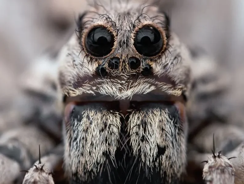 Паук заставил американских летчиков посадить самолёт