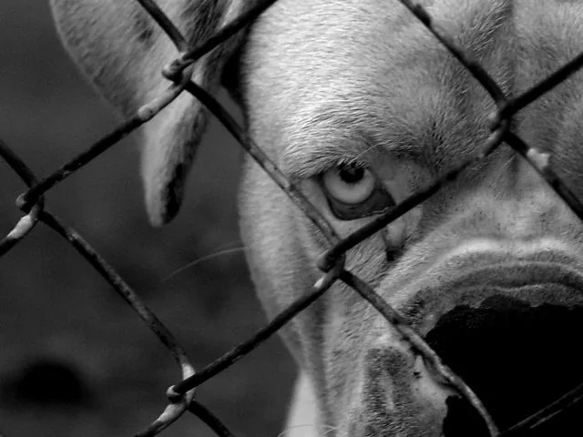 В России предлагают принять закон, запрещающий выезд за рубеж