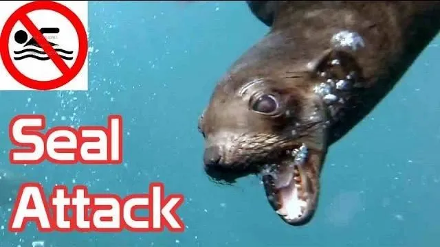 Морской котик напал на сёрфера в Австралии