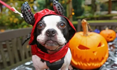 День всех святых - Хэллоуин 2016. Факты из истории праздника и советы по его проведению