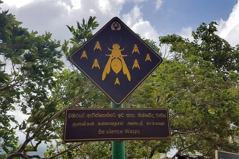 На Шри-Ланке на российских туристов напали осы