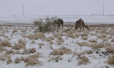 Снег выпал в Сахаре впервые за 37 лет