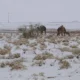 Снег выпал в Сахаре впервые за 37 лет