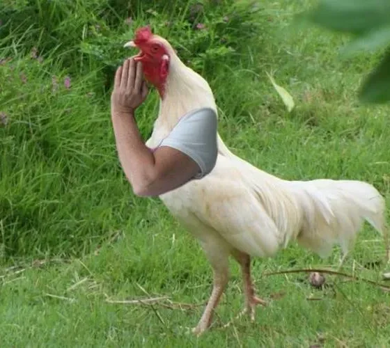 Встречаем 28 января 2017 год Красного Огненно Петуха по Китайскому календарю