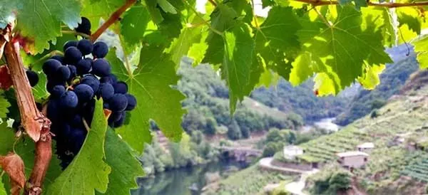 Галисия — древние традиции виноделия