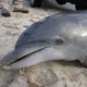 На Кубани вблизи черноморского побережья погибло 90 дельфинов