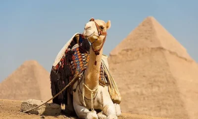 Почему Египет готов к приёму туристов из РФ