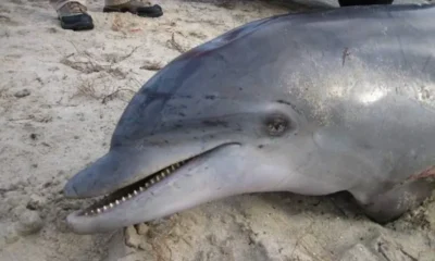 Ультразвуковые сигналы могли стать причиной массовой гибели дельфинов вблизи побережья Кубани