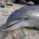 Ультразвуковые сигналы могли стать причиной массовой гибели дельфинов вблизи побережья Кубани